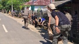 Penertiban dan penegakan Peraturan Daerah (Perda) tentang hewan ternak di Kabupaten Kaur, Rabu (12/11/25). (foto: Fraky Yudiansyahrakyatmerahputih.com/)