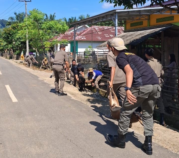 Penertiban dan penegakan Peraturan Daerah (Perda) tentang hewan ternak di Kabupaten Kaur, Rabu (12/11/25). (foto: Fraky Yudiansyahrakyatmerahputih.com/)