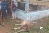 Salah satu sapi yang berhasil diamankan oleh petugas ditemukan mati di lokasi penampungan, Kamis (20/11/25)(foto: Fraky Yudiansyahrakyatmerahputih.com/)