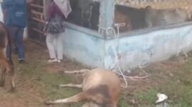 Salah satu sapi yang berhasil diamankan oleh petugas ditemukan mati di lokasi penampungan, Kamis (20/11/25)(foto: Fraky Yudiansyahrakyatmerahputih.com/)