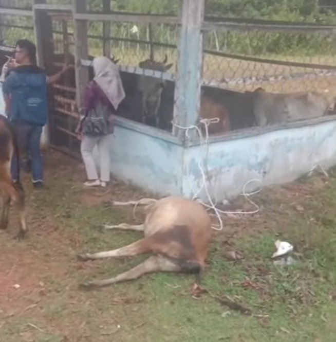 Salah satu sapi yang berhasil diamankan oleh petugas ditemukan mati di lokasi penampungan, Kamis (20/11/25)(foto: Fraky Yudiansyahrakyatmerahputih.com/)