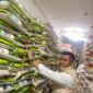 Meski harga beras Bengkulu masih di atas HET, stok dipastikan aman. Polisi dan Bulog siapkan operasi pasar murah demi stabilitas harga.