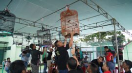 Persaingan ketat dan doorprize menarik warnai Lomba Burung HUT ke-80 Korem 041/Gamas. Ratusan kicau mania meriahkan Makorem Bengkulu.