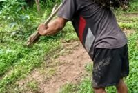 Seorang Petani Sawit sedang memikul tandan buah sawit. Ia memikul beban besar disaat harga pupuk naik harga sawit terjun bebas.