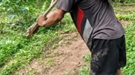 Seorang Petani Sawit sedang memikul tandan buah sawit. Ia memikul beban besar disaat harga pupuk naik harga sawit terjun bebas.