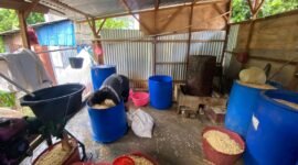 Kenaikan harga kedelai hingga Rp850 ribu per karung tidak hanya menekan usaha tempe di Bengkulu, tetapi juga mulai memengaruhi ekonomi keluarga para perajinnya.
