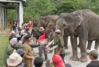 Dari Elephant Camp, Anak Muda Bengkulu Diajak Menjaga Gajah Sumatera
Tiga hari berada di Bentang Seblat memberi pengalaman berbeda bagi peserta Elephant Camp 2026. Mereka masuk hutan, mengenal keanekaragaman hayati hingga berinteraksi langsung dengan gajah Sumatera.
BENGKULU — Delapan gajah binaan Pusat Konservasi Gajah (PKG) Seblat ikut menjadi bagian dari peringatan Hari Kemerdekaan Republik Indonesia tahun ini.
Bersama peserta Elephant Camp 2026, gajah-gajah tersebut mengikuti rangkaian kegiatan yang digelar di Taman Wisata Alam (TWA) Seblat pada 15-17 Agustus 2026.
Elephant Camp digelar Koalisi Bentang Seblat bersama elemen pelajar, mahasiswa, dan masyarakat Bengkulu dalam rangka memperingati Hari Gajah Sedunia sekaligus HUT ke-81 Republik Indonesia.
Kegiatan tersebut mengusung tema #GajahKita.
Tema itu membawa pesan bahwa keberadaan gajah Sumatera di Bentang Seblat bukan hanya menjadi urusan pemerintah atau kelompok konservasi. Masyarakat juga memiliki tanggung jawab untuk ikut menjaga keberlangsungan hidup satwa tersebut.
Salah satu rangkaian kegiatan dilakukan setelah upacara bendera. Peserta bersama delapan gajah binaan PKG Seblat membentuk formasi sebagai simbol kebersamaan manusia dan gajah.
Pesan yang ingin disampaikan melalui formasi tersebut adalah bahwa gajah merupakan bagian dari kekayaan alam yang harus dijaga bersama.
Belajar Langsung dari Hutan
Elephant Camp tidak hanya berisi kampanye perlindungan gajah.
Peserta juga diajak masuk dan mengenal Bentang Seblat secara langsung. Mereka mengikuti kegiatan susur hutan dengan pendampingan petugas BKSDA.
Di dalam kawasan tersebut, peserta melihat berbagai jenis tumbuhan dan satwa yang sebelumnya mungkin hanya mereka kenal melalui buku atau media.
Salah seorang peserta, Bela Wilianti, mengatakan Bentang Seblat memiliki keanekaragaman hayati yang harus dilindungi.
“Banyak keanekaragaman yang kami temui. Ada serangga, dan tumbuhan yang belum pernah kami temui, termasuk pohon meranti yang terancam punah,” kata Bela.
Pengalaman berada langsung di dalam kawasan hutan menjadi bagian penting dari pendidikan konservasi.
Peserta tidak sekadar menerima informasi mengenai ancaman terhadap gajah, tetapi melihat sendiri kawasan yang menjadi tempat hidup satwa tersebut.
Koordinator PLG Seblat Bengkulu, Johansyah, mengatakan Elephant Camp menjadi salah satu bentuk dukungan publik terhadap keberadaan dan keberlanjutan konservasi gajah di Seblat.
“Para peserta bisa berinteraksi secara langsung dan menjadi sarana edukasi tentang gajah Sumatera di Bengkulu,” ujar Johansyah.
Pertama Kali Melihat Gajah
Pengalaman berbeda dirasakan Pinka. Ia datang ke PKG Seblat bersama empat temannya.
Kunjungan tersebut menjadi pengalaman pertamanya melihat gajah secara langsung.
Bagi Pinka, kesempatan berinteraksi dengan gajah memberikan kesan yang sulit dilupakan.
“Ini menjadi pengalaman berharga. Kegiatan ini semakin menyadarkan kita bahwa keberadaan gajah sangat penting dan mereka berhak mendapatkan ruang hidup yang aman,” katanya.
Kesadaran mengenai pentingnya ruang hidup menjadi salah satu pesan utama Elephant Camp.
Sebab, gajah bukan hanya satwa yang harus diselamatkan karena populasinya semakin sedikit. Keberadaannya mempunyai fungsi penting bagi keseimbangan hutan.
Gajah berperan sebagai penyebar benih. Ketika berpindah dari satu tempat ke tempat lain, gajah membawa dan menyebarkan biji berbagai tumbuhan melalui aktivitas makan dan kotorannya.
Pergerakan kawanan gajah juga membantu membuka jalur alami di dalam hutan. Proses tersebut turut mendukung regenerasi hutan dan keberagaman tumbuhan.
Ancaman Tetap Membayangi
Di balik pengalaman peserta Elephant Camp, kondisi gajah Sumatera di Bengkulu tetap mengkhawatirkan.
Kepala BKSDA Provinsi Bengkulu, Agung Nugroho, mengatakan populasi gajah di Bengkulu saat ini diperkirakan tinggal sekitar 25 hingga 30 ekor, sedangkan 10 lainnya merupakan gajah jinak di TWA Seblat.
Gajah liar yang terpantau masih memiliki empat anak. Hal itu menunjukkan populasi tersebut masih bereproduksi.
Namun, Agung mengingatkan berkurangnya tutupan hutan dan perubahan kawasan menjadi perkebunan sawit dapat mengancam keberlangsungan populasi.
“Jika terus terjadi maka populasi gajah ini terancam dan ini yang harus kita cegah,” kata Agung.
Karena itu, edukasi kepada generasi muda menjadi bagian penting dari upaya konservasi.
Elephant Camp mencoba mendekatkan masyarakat dengan gajah, bukan sekadar melalui cerita mengenai konflik atau ancaman kepunahan, tetapi melalui pengalaman langsung melihat satwa dan habitatnya.
Dari hutan Seblat, pesan #GajahKita kemudian dibawa pulang para peserta.
Pesannya sederhana: gajah membutuhkan hutan untuk hidup, sementara hutan membutuhkan keseimbangan ekosistem yang salah satunya dijaga oleh gajah.
Menjaga gajah Sumatera pada akhirnya berarti menjaga Bentang Seblat untuk generasi berikutnya.
Frase Kunci Utama: Elephant Camp 2026 Bengkulu
Taq: Elephant Camp 2026, Gajah Sumatera, Bentang Seblat, PKG Seblat, TWA Seblat, BKSDA Bengkulu, Hari Gajah Sedunia, Konservasi Gajah, #GajahKita, Lingkungan Bengkulu
Meta Deskripsi: Elephant Camp 2026 mengajak pelajar, mahasiswa dan masyarakat Bengkulu mengenal gajah Sumatera serta pentingnya menjaga habitat Bentang Seblat.
