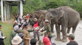 Dari Elephant Camp, Anak Muda Bengkulu Diajak Menjaga Gajah Sumatera
Tiga hari berada di Bentang Seblat memberi pengalaman berbeda bagi peserta Elephant Camp 2026. Mereka masuk hutan, mengenal keanekaragaman hayati hingga berinteraksi langsung dengan gajah Sumatera.
BENGKULU — Delapan gajah binaan Pusat Konservasi Gajah (PKG) Seblat ikut menjadi bagian dari peringatan Hari Kemerdekaan Republik Indonesia tahun ini.
Bersama peserta Elephant Camp 2026, gajah-gajah tersebut mengikuti rangkaian kegiatan yang digelar di Taman Wisata Alam (TWA) Seblat pada 15-17 Agustus 2026.
Elephant Camp digelar Koalisi Bentang Seblat bersama elemen pelajar, mahasiswa, dan masyarakat Bengkulu dalam rangka memperingati Hari Gajah Sedunia sekaligus HUT ke-81 Republik Indonesia.
Kegiatan tersebut mengusung tema #GajahKita.
Tema itu membawa pesan bahwa keberadaan gajah Sumatera di Bentang Seblat bukan hanya menjadi urusan pemerintah atau kelompok konservasi. Masyarakat juga memiliki tanggung jawab untuk ikut menjaga keberlangsungan hidup satwa tersebut.
Salah satu rangkaian kegiatan dilakukan setelah upacara bendera. Peserta bersama delapan gajah binaan PKG Seblat membentuk formasi sebagai simbol kebersamaan manusia dan gajah.
Pesan yang ingin disampaikan melalui formasi tersebut adalah bahwa gajah merupakan bagian dari kekayaan alam yang harus dijaga bersama.
Belajar Langsung dari Hutan
Elephant Camp tidak hanya berisi kampanye perlindungan gajah.
Peserta juga diajak masuk dan mengenal Bentang Seblat secara langsung. Mereka mengikuti kegiatan susur hutan dengan pendampingan petugas BKSDA.
Di dalam kawasan tersebut, peserta melihat berbagai jenis tumbuhan dan satwa yang sebelumnya mungkin hanya mereka kenal melalui buku atau media.
Salah seorang peserta, Bela Wilianti, mengatakan Bentang Seblat memiliki keanekaragaman hayati yang harus dilindungi.
“Banyak keanekaragaman yang kami temui. Ada serangga, dan tumbuhan yang belum pernah kami temui, termasuk pohon meranti yang terancam punah,” kata Bela.
Pengalaman berada langsung di dalam kawasan hutan menjadi bagian penting dari pendidikan konservasi.
Peserta tidak sekadar menerima informasi mengenai ancaman terhadap gajah, tetapi melihat sendiri kawasan yang menjadi tempat hidup satwa tersebut.
Koordinator PLG Seblat Bengkulu, Johansyah, mengatakan Elephant Camp menjadi salah satu bentuk dukungan publik terhadap keberadaan dan keberlanjutan konservasi gajah di Seblat.
“Para peserta bisa berinteraksi secara langsung dan menjadi sarana edukasi tentang gajah Sumatera di Bengkulu,” ujar Johansyah.
Pertama Kali Melihat Gajah
Pengalaman berbeda dirasakan Pinka. Ia datang ke PKG Seblat bersama empat temannya.
Kunjungan tersebut menjadi pengalaman pertamanya melihat gajah secara langsung.
Bagi Pinka, kesempatan berinteraksi dengan gajah memberikan kesan yang sulit dilupakan.
“Ini menjadi pengalaman berharga. Kegiatan ini semakin menyadarkan kita bahwa keberadaan gajah sangat penting dan mereka berhak mendapatkan ruang hidup yang aman,” katanya.
Kesadaran mengenai pentingnya ruang hidup menjadi salah satu pesan utama Elephant Camp.
Sebab, gajah bukan hanya satwa yang harus diselamatkan karena populasinya semakin sedikit. Keberadaannya mempunyai fungsi penting bagi keseimbangan hutan.
Gajah berperan sebagai penyebar benih. Ketika berpindah dari satu tempat ke tempat lain, gajah membawa dan menyebarkan biji berbagai tumbuhan melalui aktivitas makan dan kotorannya.
Pergerakan kawanan gajah juga membantu membuka jalur alami di dalam hutan. Proses tersebut turut mendukung regenerasi hutan dan keberagaman tumbuhan.
Ancaman Tetap Membayangi
Di balik pengalaman peserta Elephant Camp, kondisi gajah Sumatera di Bengkulu tetap mengkhawatirkan.
Kepala BKSDA Provinsi Bengkulu, Agung Nugroho, mengatakan populasi gajah di Bengkulu saat ini diperkirakan tinggal sekitar 25 hingga 30 ekor, sedangkan 10 lainnya merupakan gajah jinak di TWA Seblat.
Gajah liar yang terpantau masih memiliki empat anak. Hal itu menunjukkan populasi tersebut masih bereproduksi.
Namun, Agung mengingatkan berkurangnya tutupan hutan dan perubahan kawasan menjadi perkebunan sawit dapat mengancam keberlangsungan populasi.
“Jika terus terjadi maka populasi gajah ini terancam dan ini yang harus kita cegah,” kata Agung.
Karena itu, edukasi kepada generasi muda menjadi bagian penting dari upaya konservasi.
Elephant Camp mencoba mendekatkan masyarakat dengan gajah, bukan sekadar melalui cerita mengenai konflik atau ancaman kepunahan, tetapi melalui pengalaman langsung melihat satwa dan habitatnya.
Dari hutan Seblat, pesan #GajahKita kemudian dibawa pulang para peserta.
Pesannya sederhana: gajah membutuhkan hutan untuk hidup, sementara hutan membutuhkan keseimbangan ekosistem yang salah satunya dijaga oleh gajah.
Menjaga gajah Sumatera pada akhirnya berarti menjaga Bentang Seblat untuk generasi berikutnya.
Frase Kunci Utama: Elephant Camp 2026 Bengkulu
Taq: Elephant Camp 2026, Gajah Sumatera, Bentang Seblat, PKG Seblat, TWA Seblat, BKSDA Bengkulu, Hari Gajah Sedunia, Konservasi Gajah, #GajahKita, Lingkungan Bengkulu
Meta Deskripsi: Elephant Camp 2026 mengajak pelajar, mahasiswa dan masyarakat Bengkulu mengenal gajah Sumatera serta pentingnya menjaga habitat Bentang Seblat.
