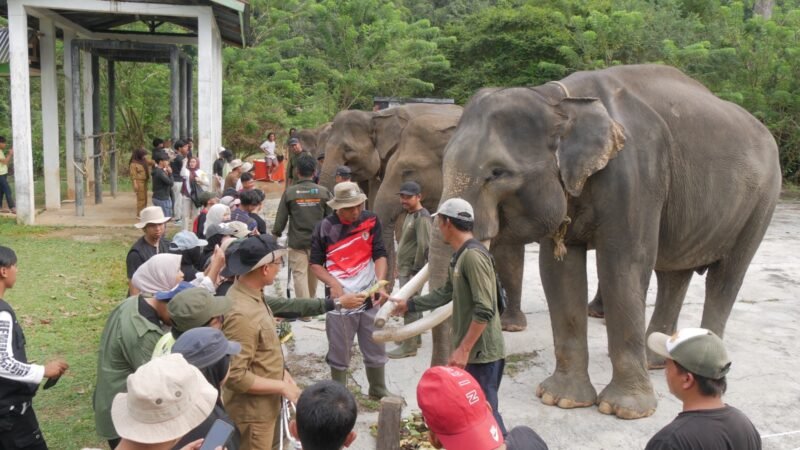 Dari Elephant Camp, Anak Muda Bengkulu Diajak Menjaga Gajah Sumatera
Tiga hari berada di Bentang Seblat memberi pengalaman berbeda bagi peserta Elephant Camp 2026. Mereka masuk hutan, mengenal keanekaragaman hayati hingga berinteraksi langsung dengan gajah Sumatera.
BENGKULU — Delapan gajah binaan Pusat Konservasi Gajah (PKG) Seblat ikut menjadi bagian dari peringatan Hari Kemerdekaan Republik Indonesia tahun ini.
Bersama peserta Elephant Camp 2026, gajah-gajah tersebut mengikuti rangkaian kegiatan yang digelar di Taman Wisata Alam (TWA) Seblat pada 15-17 Agustus 2026.
Elephant Camp digelar Koalisi Bentang Seblat bersama elemen pelajar, mahasiswa, dan masyarakat Bengkulu dalam rangka memperingati Hari Gajah Sedunia sekaligus HUT ke-81 Republik Indonesia.
Kegiatan tersebut mengusung tema #GajahKita.
Tema itu membawa pesan bahwa keberadaan gajah Sumatera di Bentang Seblat bukan hanya menjadi urusan pemerintah atau kelompok konservasi. Masyarakat juga memiliki tanggung jawab untuk ikut menjaga keberlangsungan hidup satwa tersebut.
Salah satu rangkaian kegiatan dilakukan setelah upacara bendera. Peserta bersama delapan gajah binaan PKG Seblat membentuk formasi sebagai simbol kebersamaan manusia dan gajah.
Pesan yang ingin disampaikan melalui formasi tersebut adalah bahwa gajah merupakan bagian dari kekayaan alam yang harus dijaga bersama.
Belajar Langsung dari Hutan
Elephant Camp tidak hanya berisi kampanye perlindungan gajah.
Peserta juga diajak masuk dan mengenal Bentang Seblat secara langsung. Mereka mengikuti kegiatan susur hutan dengan pendampingan petugas BKSDA.
Di dalam kawasan tersebut, peserta melihat berbagai jenis tumbuhan dan satwa yang sebelumnya mungkin hanya mereka kenal melalui buku atau media.
Salah seorang peserta, Bela Wilianti, mengatakan Bentang Seblat memiliki keanekaragaman hayati yang harus dilindungi.
“Banyak keanekaragaman yang kami temui. Ada serangga, dan tumbuhan yang belum pernah kami temui, termasuk pohon meranti yang terancam punah,” kata Bela.
Pengalaman berada langsung di dalam kawasan hutan menjadi bagian penting dari pendidikan konservasi.
Peserta tidak sekadar menerima informasi mengenai ancaman terhadap gajah, tetapi melihat sendiri kawasan yang menjadi tempat hidup satwa tersebut.
Koordinator PLG Seblat Bengkulu, Johansyah, mengatakan Elephant Camp menjadi salah satu bentuk dukungan publik terhadap keberadaan dan keberlanjutan konservasi gajah di Seblat.
“Para peserta bisa berinteraksi secara langsung dan menjadi sarana edukasi tentang gajah Sumatera di Bengkulu,” ujar Johansyah.
Pertama Kali Melihat Gajah
Pengalaman berbeda dirasakan Pinka. Ia datang ke PKG Seblat bersama empat temannya.
Kunjungan tersebut menjadi pengalaman pertamanya melihat gajah secara langsung.
Bagi Pinka, kesempatan berinteraksi dengan gajah memberikan kesan yang sulit dilupakan.
“Ini menjadi pengalaman berharga. Kegiatan ini semakin menyadarkan kita bahwa keberadaan gajah sangat penting dan mereka berhak mendapatkan ruang hidup yang aman,” katanya.
Kesadaran mengenai pentingnya ruang hidup menjadi salah satu pesan utama Elephant Camp.
Sebab, gajah bukan hanya satwa yang harus diselamatkan karena populasinya semakin sedikit. Keberadaannya mempunyai fungsi penting bagi keseimbangan hutan.
Gajah berperan sebagai penyebar benih. Ketika berpindah dari satu tempat ke tempat lain, gajah membawa dan menyebarkan biji berbagai tumbuhan melalui aktivitas makan dan kotorannya.
Pergerakan kawanan gajah juga membantu membuka jalur alami di dalam hutan. Proses tersebut turut mendukung regenerasi hutan dan keberagaman tumbuhan.
Ancaman Tetap Membayangi
Di balik pengalaman peserta Elephant Camp, kondisi gajah Sumatera di Bengkulu tetap mengkhawatirkan.
Kepala BKSDA Provinsi Bengkulu, Agung Nugroho, mengatakan populasi gajah di Bengkulu saat ini diperkirakan tinggal sekitar 25 hingga 30 ekor, sedangkan 10 lainnya merupakan gajah jinak di TWA Seblat.
Gajah liar yang terpantau masih memiliki empat anak. Hal itu menunjukkan populasi tersebut masih bereproduksi.
Namun, Agung mengingatkan berkurangnya tutupan hutan dan perubahan kawasan menjadi perkebunan sawit dapat mengancam keberlangsungan populasi.
“Jika terus terjadi maka populasi gajah ini terancam dan ini yang harus kita cegah,” kata Agung.
Karena itu, edukasi kepada generasi muda menjadi bagian penting dari upaya konservasi.
Elephant Camp mencoba mendekatkan masyarakat dengan gajah, bukan sekadar melalui cerita mengenai konflik atau ancaman kepunahan, tetapi melalui pengalaman langsung melihat satwa dan habitatnya.
Dari hutan Seblat, pesan #GajahKita kemudian dibawa pulang para peserta.
Pesannya sederhana: gajah membutuhkan hutan untuk hidup, sementara hutan membutuhkan keseimbangan ekosistem yang salah satunya dijaga oleh gajah.
Menjaga gajah Sumatera pada akhirnya berarti menjaga Bentang Seblat untuk generasi berikutnya.
Frase Kunci Utama: Elephant Camp 2026 Bengkulu
Taq: Elephant Camp 2026, Gajah Sumatera, Bentang Seblat, PKG Seblat, TWA Seblat, BKSDA Bengkulu, Hari Gajah Sedunia, Konservasi Gajah, #GajahKita, Lingkungan Bengkulu
Meta Deskripsi: Elephant Camp 2026 mengajak pelajar, mahasiswa dan masyarakat Bengkulu mengenal gajah Sumatera serta pentingnya menjaga habitat Bentang Seblat.
