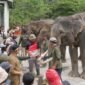 Dari Elephant Camp, Anak Muda Bengkulu Diajak Menjaga Gajah Sumatera
Tiga hari berada di Bentang Seblat memberi pengalaman berbeda bagi peserta Elephant Camp 2026. Mereka masuk hutan, mengenal keanekaragaman hayati hingga berinteraksi langsung dengan gajah Sumatera.
BENGKULU — Delapan gajah binaan Pusat Konservasi Gajah (PKG) Seblat ikut menjadi bagian dari peringatan Hari Kemerdekaan Republik Indonesia tahun ini.
Bersama peserta Elephant Camp 2026, gajah-gajah tersebut mengikuti rangkaian kegiatan yang digelar di Taman Wisata Alam (TWA) Seblat pada 15-17 Agustus 2026.
Elephant Camp digelar Koalisi Bentang Seblat bersama elemen pelajar, mahasiswa, dan masyarakat Bengkulu dalam rangka memperingati Hari Gajah Sedunia sekaligus HUT ke-81 Republik Indonesia.
Kegiatan tersebut mengusung tema #GajahKita.
Tema itu membawa pesan bahwa keberadaan gajah Sumatera di Bentang Seblat bukan hanya menjadi urusan pemerintah atau kelompok konservasi. Masyarakat juga memiliki tanggung jawab untuk ikut menjaga keberlangsungan hidup satwa tersebut.
Salah satu rangkaian kegiatan dilakukan setelah upacara bendera. Peserta bersama delapan gajah binaan PKG Seblat membentuk formasi sebagai simbol kebersamaan manusia dan gajah.
Pesan yang ingin disampaikan melalui formasi tersebut adalah bahwa gajah merupakan bagian dari kekayaan alam yang harus dijaga bersama.
Belajar Langsung dari Hutan
Elephant Camp tidak hanya berisi kampanye perlindungan gajah.
Peserta juga diajak masuk dan mengenal Bentang Seblat secara langsung. Mereka mengikuti kegiatan susur hutan dengan pendampingan petugas BKSDA.
Di dalam kawasan tersebut, peserta melihat berbagai jenis tumbuhan dan satwa yang sebelumnya mungkin hanya mereka kenal melalui buku atau media.
Salah seorang peserta, Bela Wilianti, mengatakan Bentang Seblat memiliki keanekaragaman hayati yang harus dilindungi.
“Banyak keanekaragaman yang kami temui. Ada serangga, dan tumbuhan yang belum pernah kami temui, termasuk pohon meranti yang terancam punah,” kata Bela.
Pengalaman berada langsung di dalam kawasan hutan menjadi bagian penting dari pendidikan konservasi.
Peserta tidak sekadar menerima informasi mengenai ancaman terhadap gajah, tetapi melihat sendiri kawasan yang menjadi tempat hidup satwa tersebut.
Koordinator PLG Seblat Bengkulu, Johansyah, mengatakan Elephant Camp menjadi salah satu bentuk dukungan publik terhadap keberadaan dan keberlanjutan konservasi gajah di Seblat.
“Para peserta bisa berinteraksi secara langsung dan menjadi sarana edukasi tentang gajah Sumatera di Bengkulu,” ujar Johansyah.
Pertama Kali Melihat Gajah
Pengalaman berbeda dirasakan Pinka. Ia datang ke PKG Seblat bersama empat temannya.
Kunjungan tersebut menjadi pengalaman pertamanya melihat gajah secara langsung.
Bagi Pinka, kesempatan berinteraksi dengan gajah memberikan kesan yang sulit dilupakan.
“Ini menjadi pengalaman berharga. Kegiatan ini semakin menyadarkan kita bahwa keberadaan gajah sangat penting dan mereka berhak mendapatkan ruang hidup yang aman,” katanya.
Kesadaran mengenai pentingnya ruang hidup menjadi salah satu pesan utama Elephant Camp.
Sebab, gajah bukan hanya satwa yang harus diselamatkan karena populasinya semakin sedikit. Keberadaannya mempunyai fungsi penting bagi keseimbangan hutan.
Gajah berperan sebagai penyebar benih. Ketika berpindah dari satu tempat ke tempat lain, gajah membawa dan menyebarkan biji berbagai tumbuhan melalui aktivitas makan dan kotorannya.
Pergerakan kawanan gajah juga membantu membuka jalur alami di dalam hutan. Proses tersebut turut mendukung regenerasi hutan dan keberagaman tumbuhan.
Ancaman Tetap Membayangi
Di balik pengalaman peserta Elephant Camp, kondisi gajah Sumatera di Bengkulu tetap mengkhawatirkan.
Kepala BKSDA Provinsi Bengkulu, Agung Nugroho, mengatakan populasi gajah di Bengkulu saat ini diperkirakan tinggal sekitar 25 hingga 30 ekor, sedangkan 10 lainnya merupakan gajah jinak di TWA Seblat.
Gajah liar yang terpantau masih memiliki empat anak. Hal itu menunjukkan populasi tersebut masih bereproduksi.
Namun, Agung mengingatkan berkurangnya tutupan hutan dan perubahan kawasan menjadi perkebunan sawit dapat mengancam keberlangsungan populasi.
“Jika terus terjadi maka populasi gajah ini terancam dan ini yang harus kita cegah,” kata Agung.
Karena itu, edukasi kepada generasi muda menjadi bagian penting dari upaya konservasi.
Elephant Camp mencoba mendekatkan masyarakat dengan gajah, bukan sekadar melalui cerita mengenai konflik atau ancaman kepunahan, tetapi melalui pengalaman langsung melihat satwa dan habitatnya.
Dari hutan Seblat, pesan #GajahKita kemudian dibawa pulang para peserta.
Pesannya sederhana: gajah membutuhkan hutan untuk hidup, sementara hutan membutuhkan keseimbangan ekosistem yang salah satunya dijaga oleh gajah.
Menjaga gajah Sumatera pada akhirnya berarti menjaga Bentang Seblat untuk generasi berikutnya.
Frase Kunci Utama: Elephant Camp 2026 Bengkulu
Taq: Elephant Camp 2026, Gajah Sumatera, Bentang Seblat, PKG Seblat, TWA Seblat, BKSDA Bengkulu, Hari Gajah Sedunia, Konservasi Gajah, #GajahKita, Lingkungan Bengkulu
Meta Deskripsi: Elephant Camp 2026 mengajak pelajar, mahasiswa dan masyarakat Bengkulu mengenal gajah Sumatera serta pentingnya menjaga habitat Bentang Seblat.
